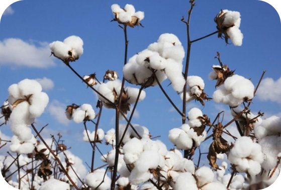 Qu’est-ce que le coton biologique ?